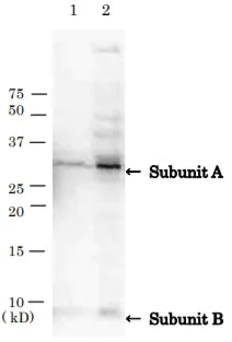 Western blot - Anti-VT/Stx antibody (AB188542)