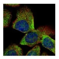 Immunocytochemistry/ Immunofluorescence - Anti-VTA1 antibody (AB96738)