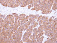 Immunohistochemistry (Formalin/PFA-fixed paraffin-embedded sections) - Anti-VTA1 antibody (AB96738), expandable thumbnail