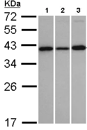 Western blot - Anti-VTA1 antibody (AB96738)