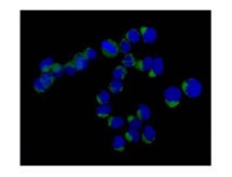 Immunocytochemistry/ Immunofluorescence - Anti-VTI1B antibody [EPR15506(B)] (ab184170), expandable thumbnail