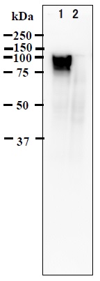 Western blot - Anti-VZV gE protein antibody [#9] (AB272686)