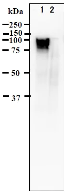 Western blot - Anti-VZV gE protein antibody [#9] (AB272686)