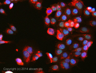 Immunocytochemistry/ Immunofluorescence - Anti-WAC antibody (AB109486)