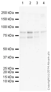 Western blot - Anti-WAC antibody (AB109486)