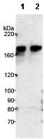 Western blot - Anti-WAPL/FOE antibody (AB70741)