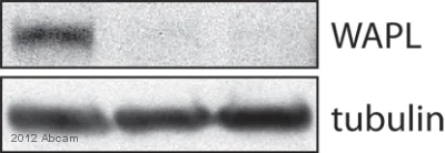 Western blot - Anti-WAPL/FOE antibody (AB70741)