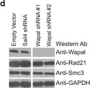 Western blot - Anti-WAPL/FOE antibody (AB70741)