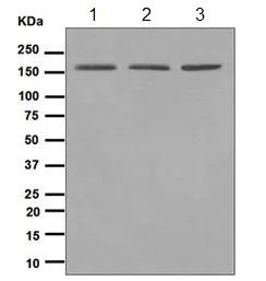 Western blot - Anti-WAPL/FOE antibody [EPR3407(2)] (AB109537)