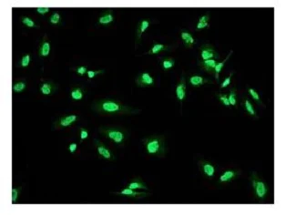 Immunocytochemistry/ Immunofluorescence - Anti-WAPL/FOE antibody [EPR3407(2)] - BSA and Azide free (AB232016)