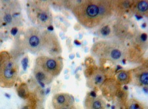 Immunohistochemistry (Formalin/PFA-fixed paraffin-embedded sections) - Anti-Warp antibody (AB231030), expandable thumbnail