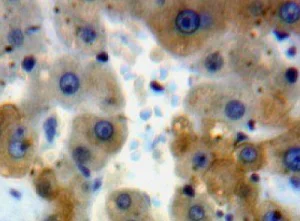 Immunohistochemistry (Formalin/PFA-fixed paraffin-embedded sections) - Anti-Warp antibody (AB231030)