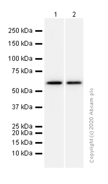 Western blot - Anti-WASP/Wiskott-Aldrich syndrome protein antibody [EP2541Y] - BSA and Azide free (AB284721)