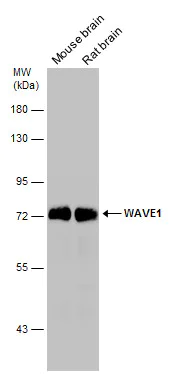 Western blot - Anti-WAVE 1 antibody (AB272916)