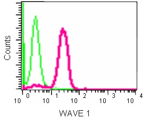 Flow Cytometry (Intracellular) - Anti-WAVE 1 antibody [EPR15021] - N-terminal (AB185546)