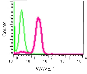 Flow Cytometry (Intracellular) - Anti-WAVE 1 antibody [EPR15021] - N-terminal (AB185546)