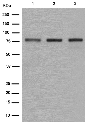 Western blot - Anti-WAVE 1 antibody [EPR15021] - N-terminal (AB185546)