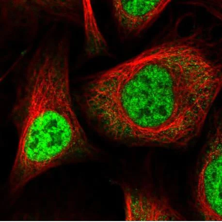 Immunocytochemistry/ Immunofluorescence - Anti-WBP11 antibody (AB204361)