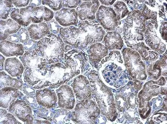 Immunohistochemistry (Formalin/PFA-fixed paraffin-embedded sections) - Anti-WBSCR22 antibody (AB97911)