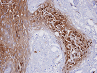 Immunohistochemistry (Formalin/PFA-fixed paraffin-embedded sections) - Anti-WBSCR22 antibody (AB97911), expandable thumbnail