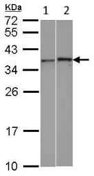 Western blot - Anti-WBSCR22 antibody (AB97911)