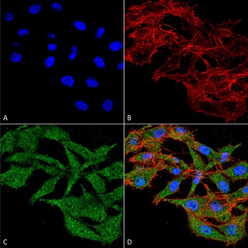Immunocytochemistry/ Immunofluorescence - Anti-WDFY3 antibody - N-terminal (AB240917), expandable thumbnail