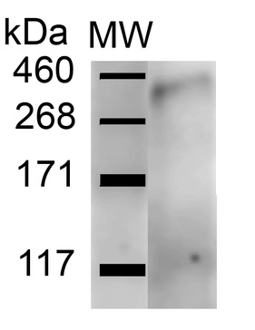 Western blot - Anti-WDFY3 antibody - N-terminal (AB240917), expandable thumbnail