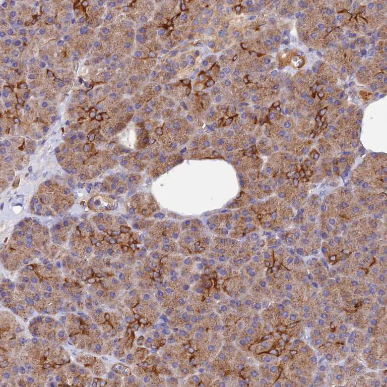 Immunohistochemistry (Formalin/PFA-fixed paraffin-embedded sections) - Anti-WDFY4 antibody (AB122661)