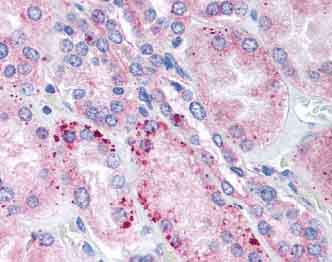 Immunohistochemistry (Formalin/PFA-fixed paraffin-embedded sections) - Anti-WDHD1 antibody [20G10] (AB67341), expandable thumbnail
