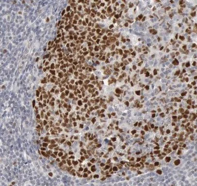 Immunohistochemistry (Formalin/PFA-fixed paraffin-embedded sections) - Anti-WDHD1 antibody (AB224221)