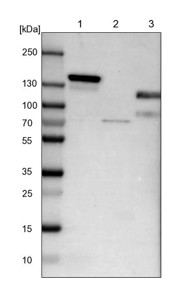 Western blot - Anti-WDHD1 antibody (AB224221)
