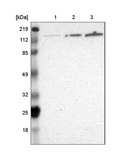 Western blot - Anti-WDHD1 antibody (AB224221)