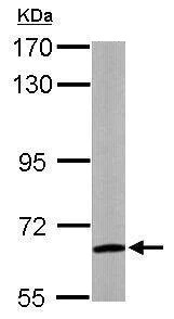 Western blot - Anti-WDR1 antibody - C-terminal (AB228738)