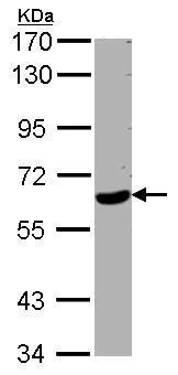 Western blot - Anti-WDR1 antibody - C-terminal (AB228738)
