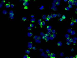Immunocytochemistry/ Immunofluorescence - Anti-WDR1 antibody [EPR8793] (AB173574), expandable thumbnail