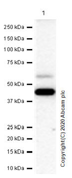 Western blot - Anti-WDR1 antibody [EPR8793] (AB173574), expandable thumbnail