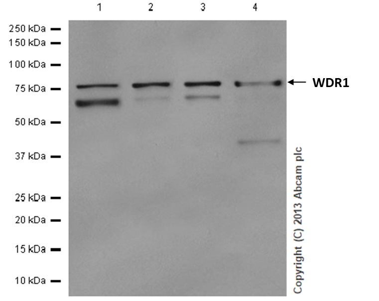 Western blot - Anti-WDR1 antibody [EPR8793] (AB173574), expandable thumbnail