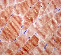 Immunohistochemistry (Formalin/PFA-fixed paraffin-embedded sections) - Anti-WDR1 antibody [EPR8793] - BSA and Azide free (AB249772)