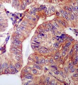 Immunohistochemistry (Formalin/PFA-fixed paraffin-embedded sections) - Anti-WDR1 antibody [EPR8793] - BSA and Azide free (AB249772)