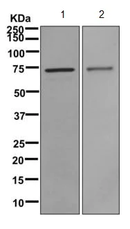 Western blot - Anti-WDR1 antibody [EPR8793] - BSA and Azide free (AB249772)