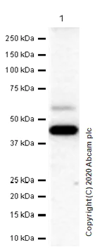 Western blot - Anti-WDR1 antibody [EPR8793] - BSA and Azide free (AB249772)