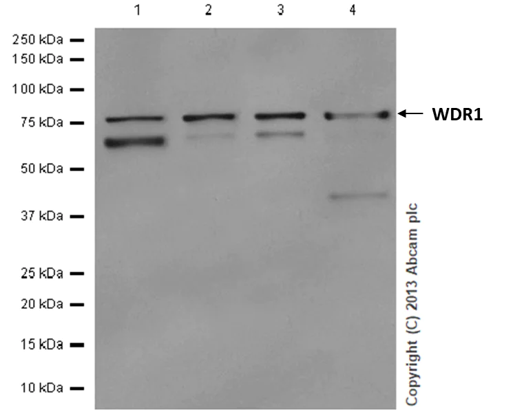 Western blot - Anti-WDR1 antibody [EPR8793] - BSA and Azide free (AB249772)