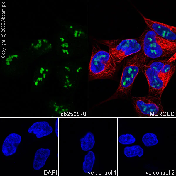 Immunocytochemistry/ Immunofluorescence - Anti-WDR12 antibody [1B8] (AB252878)