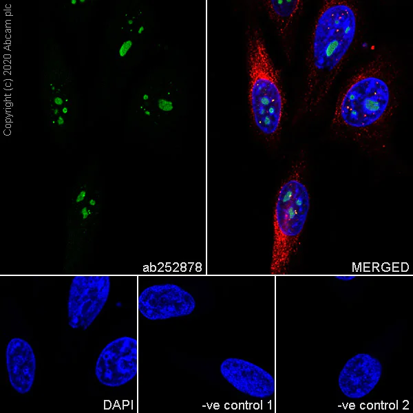 Immunocytochemistry/ Immunofluorescence - Anti-WDR12 antibody [1B8] (AB252878)