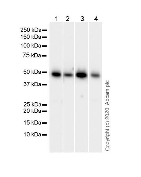 Western blot - Anti-WDR12 antibody [1B8] (AB252878)