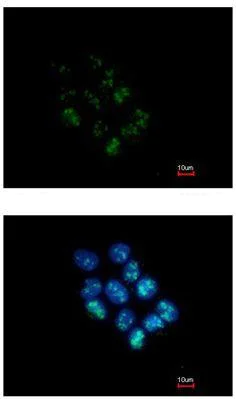 Immunocytochemistry/ Immunofluorescence - Anti-WDR12 antibody (AB111955)