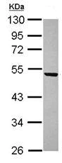 Western blot - Anti-WDR12 antibody (AB111955)
