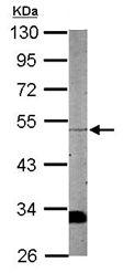 Western blot - Anti-WDR12 antibody (AB111955), expandable thumbnail