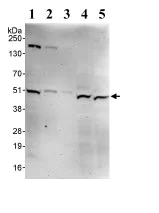 Western blot - Anti-WDR12 antibody (AB95070)