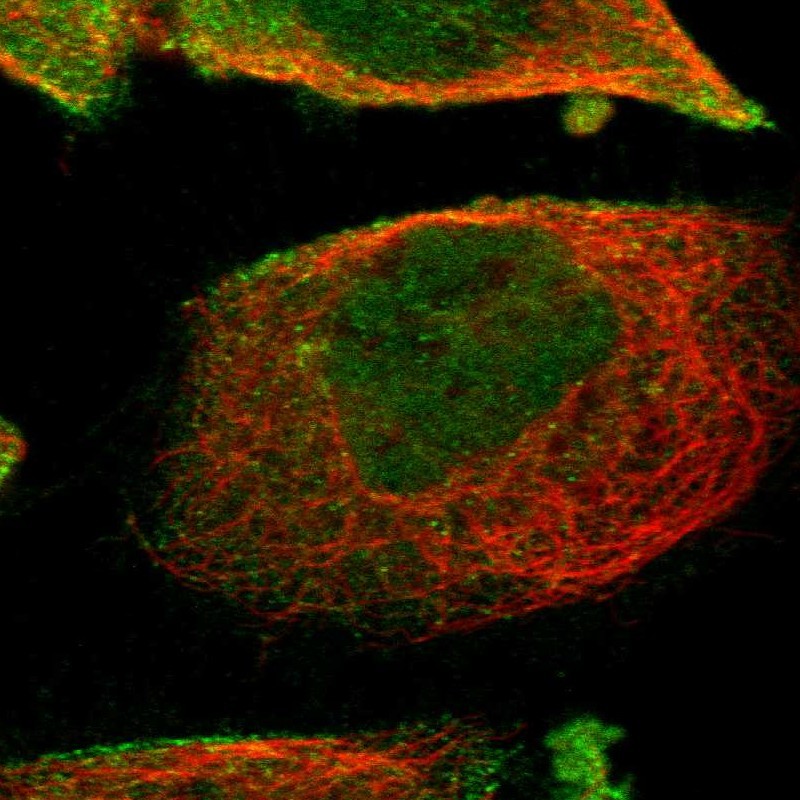 Immunocytochemistry/ Immunofluorescence - Anti-WDR13 antibody (AB272543)